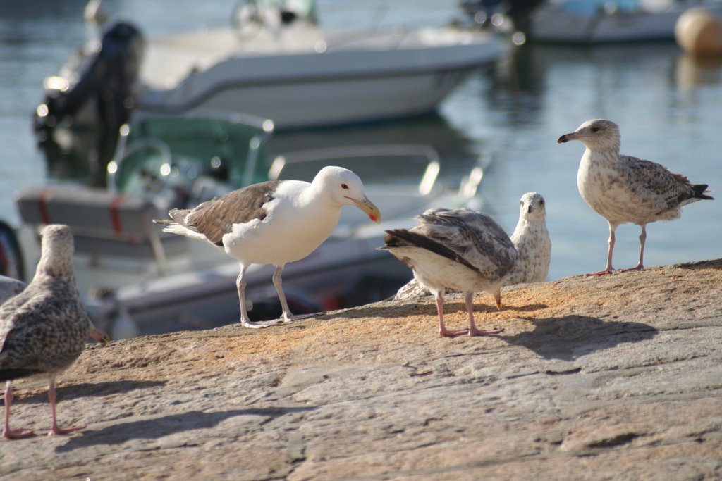 Port Ivy seagulls relax in the evening sun by Beirut Bill