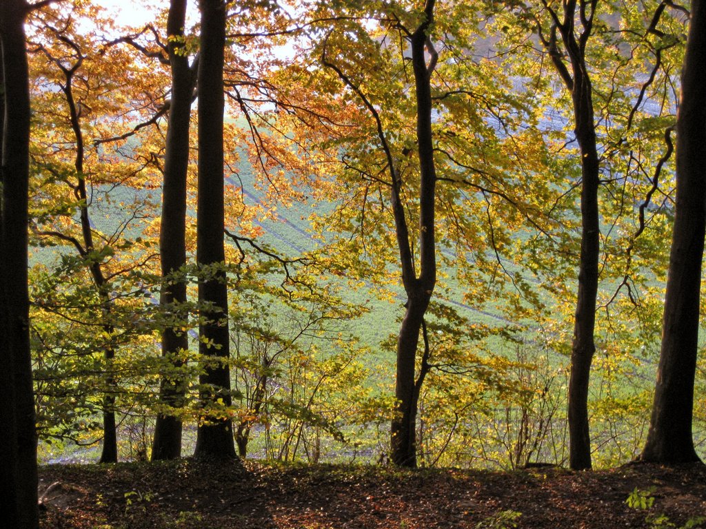 Nottuln, Baumberge, Nähe Leopoldshöhe by Winfried Thiemann