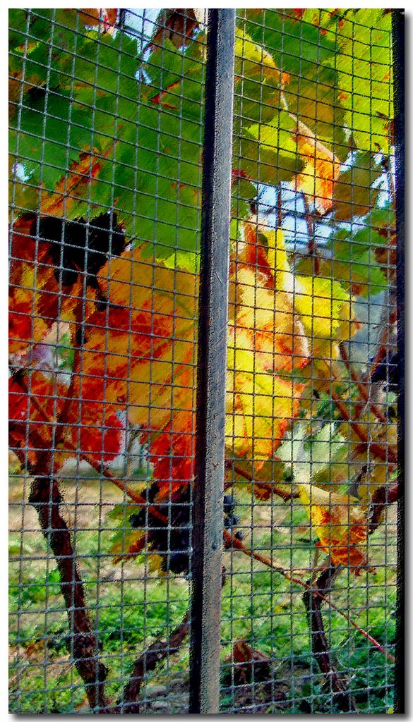 Dolcedo ott08 The colors of grape leaves in autumn in Dolcedo by esseil panoramio