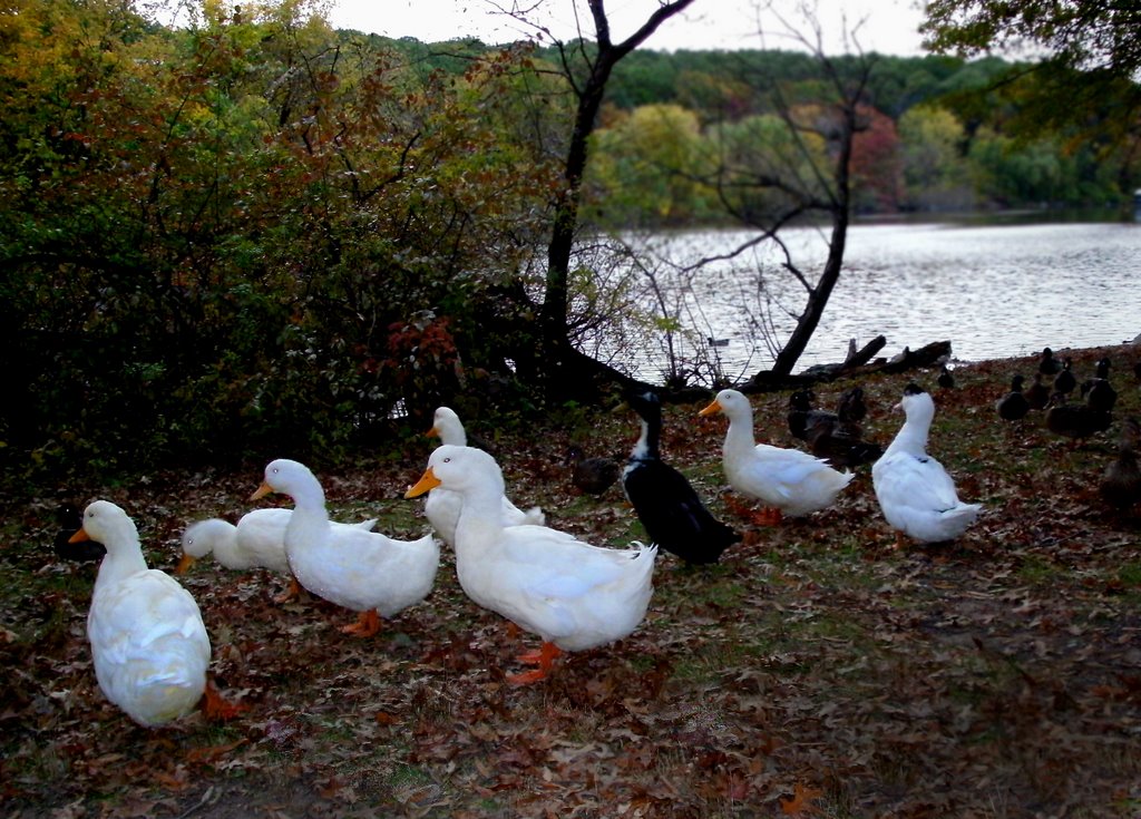 Ducks by nomadicjoe