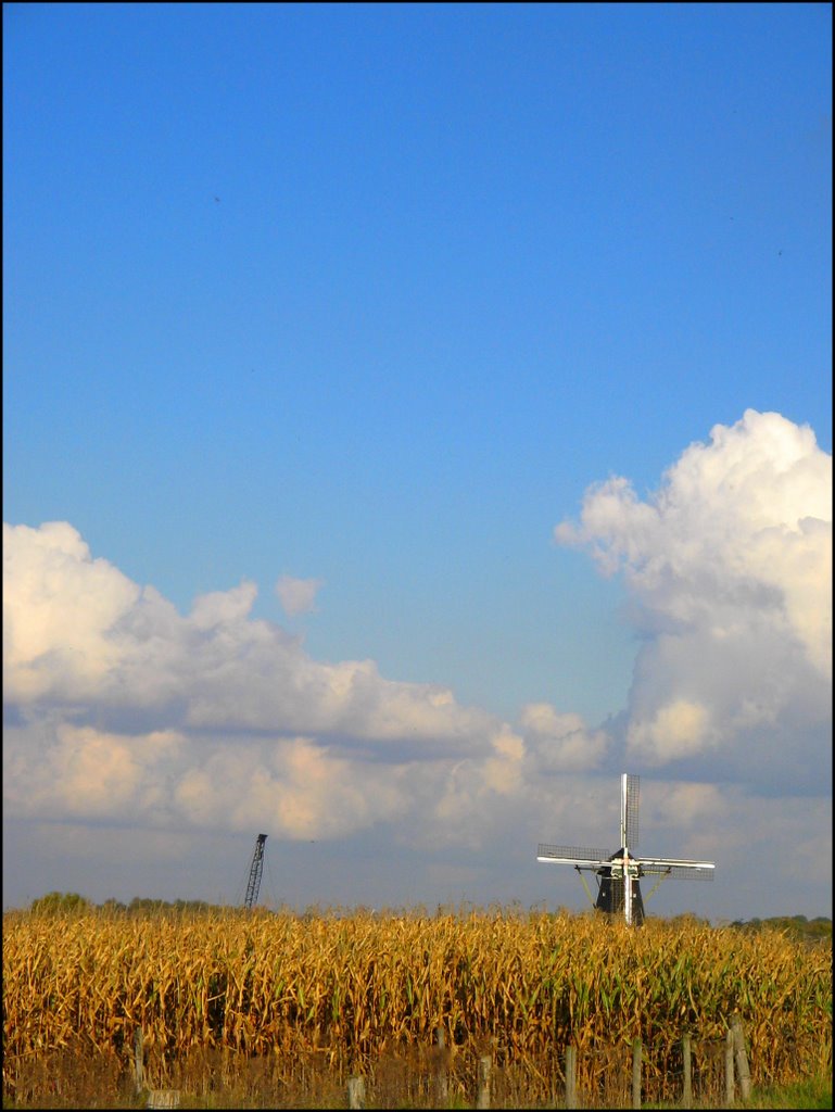 MAIZE by jac hendrix