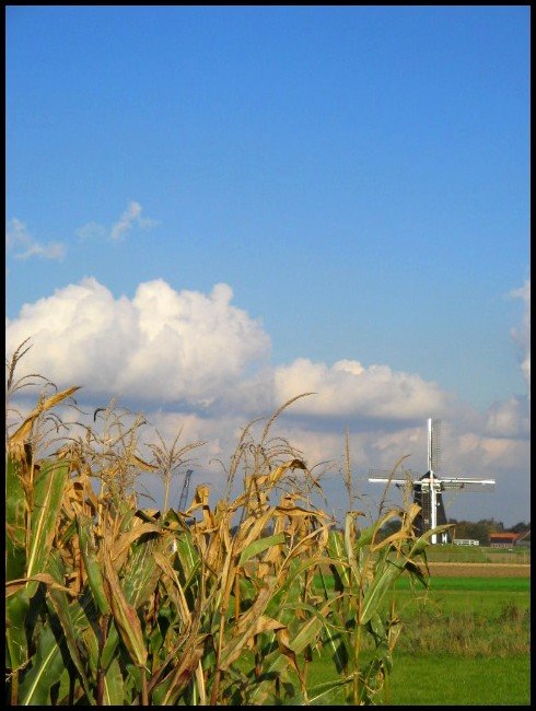 MAIZE and MILL by jac hendrix