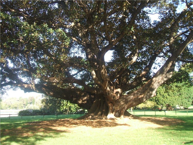 Wonderful tree by David Marsh