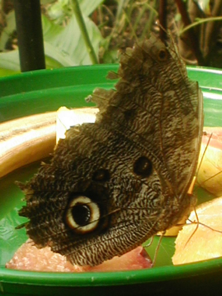 London Zoo - Butterfly by mdaniels