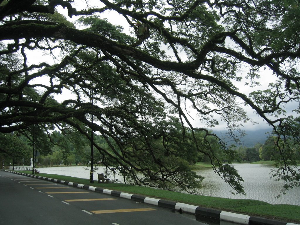 Rain tree touching the surface of water , Taiping Lake,Malaysia by acslim2002