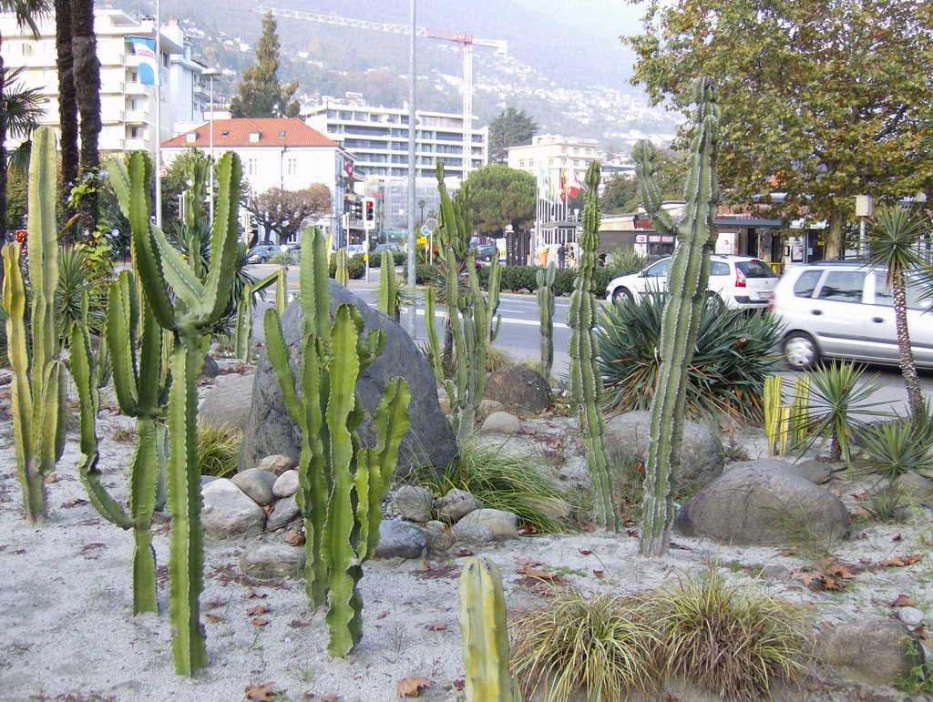 Cactus de locarno by BS-1020