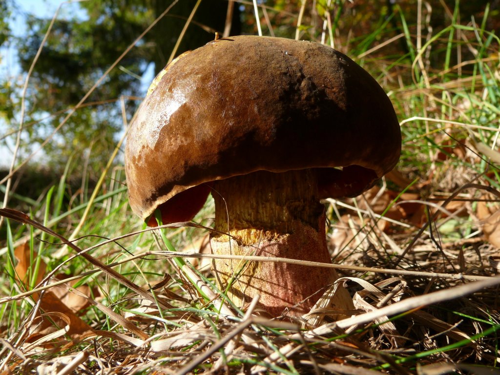 Flockenstieliger Hexenröhrling (Boletus erythropus) by K.Herr