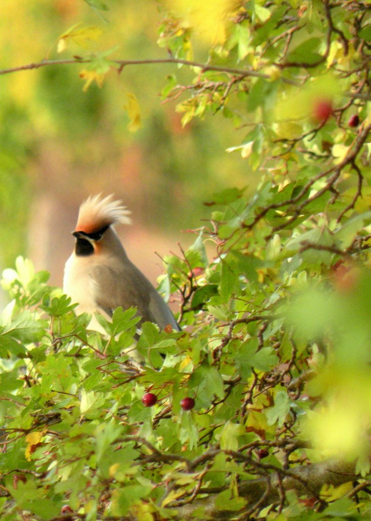 Waxwing (Bombycilla garrulus) by KaSuMa