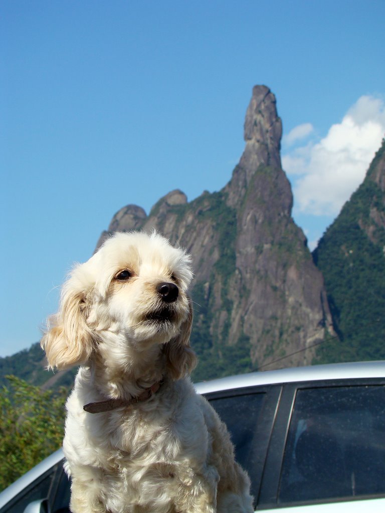 O cão e o dedo by matheus marra