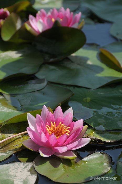 Water lily by melmotyan