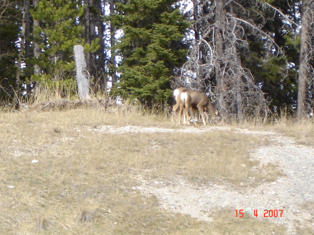 Together is better Canmore by Tony Sterl