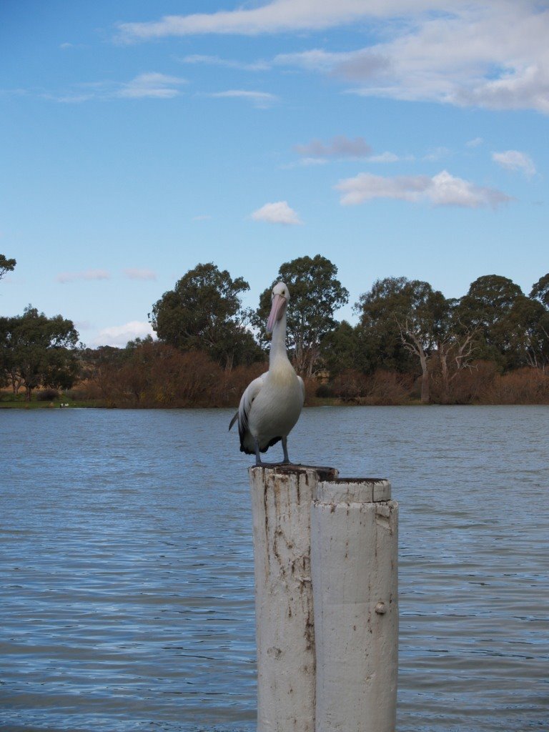 What are you looking at?!! Murray River by sjbruce