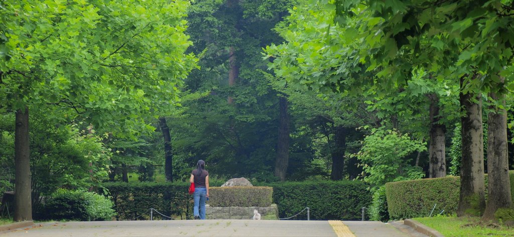 Avenue of Tulip Tree　智光山公園　ゆりのき並木 by sonobe akira