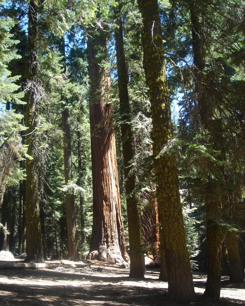 The Giant Forest (Sequoia National Park) by Spiritualized Kaos