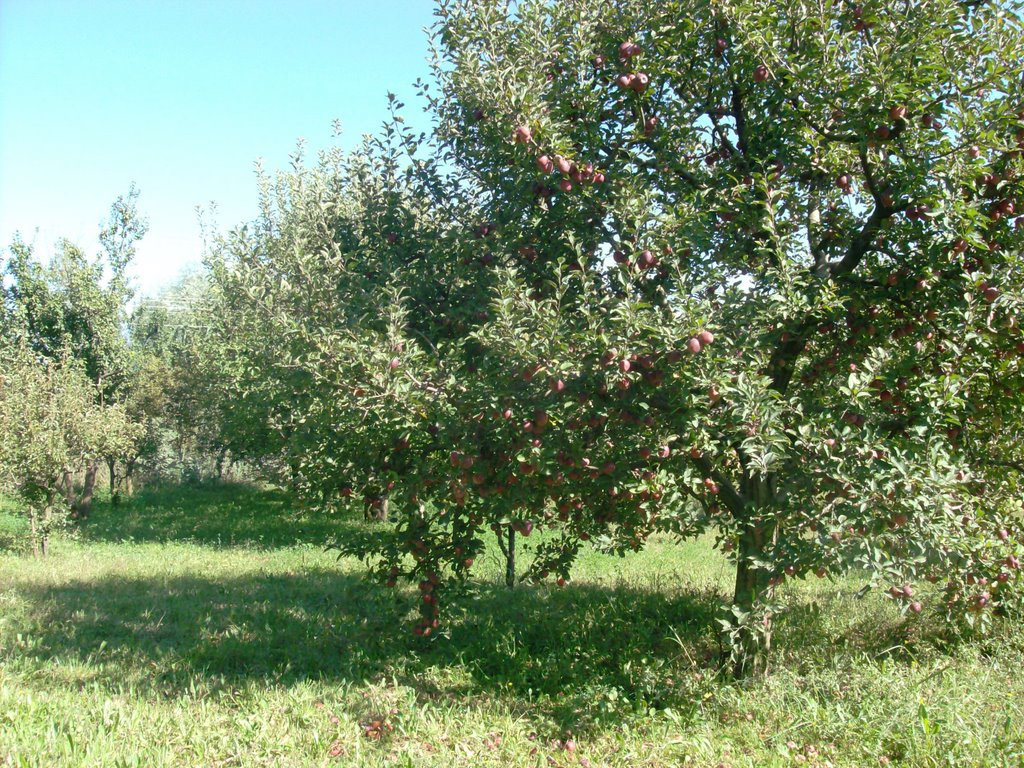 BÜYÜKYILDIZ ELMA BAHÇESİ by Halil Akıncı