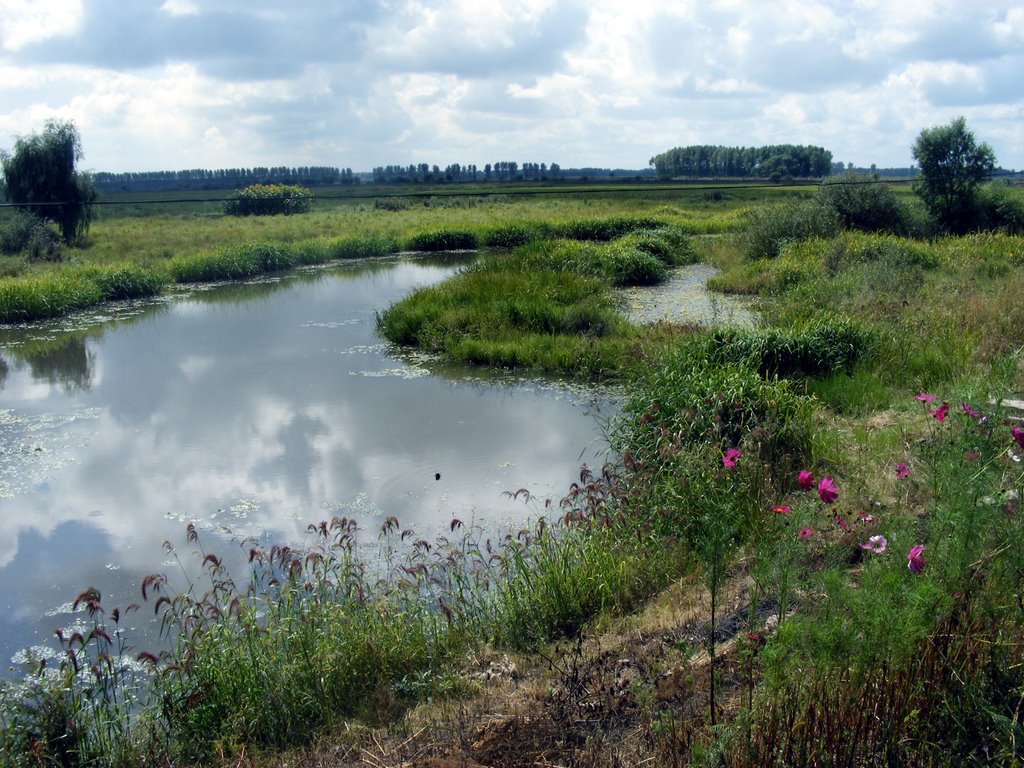 站在七一路向南看，沼泽湿地。这里是七一桥的旧址 Swamp; a wetland in North big wasteland（Beidahuang） by 853clm