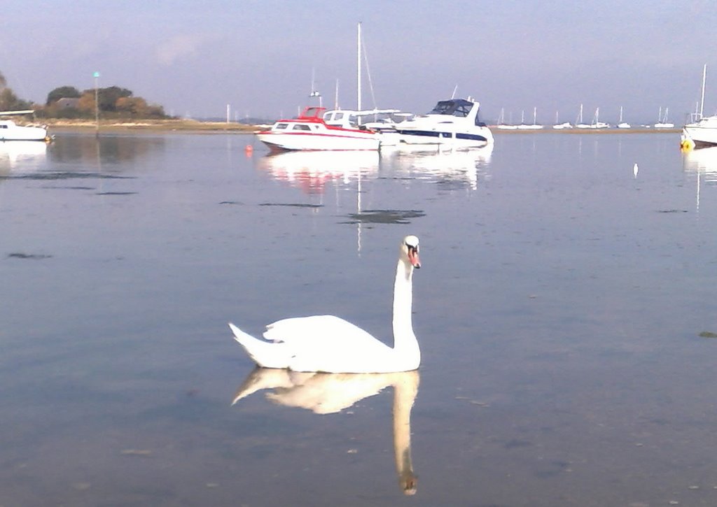 Swan on Fishery Creek by nigelbreese