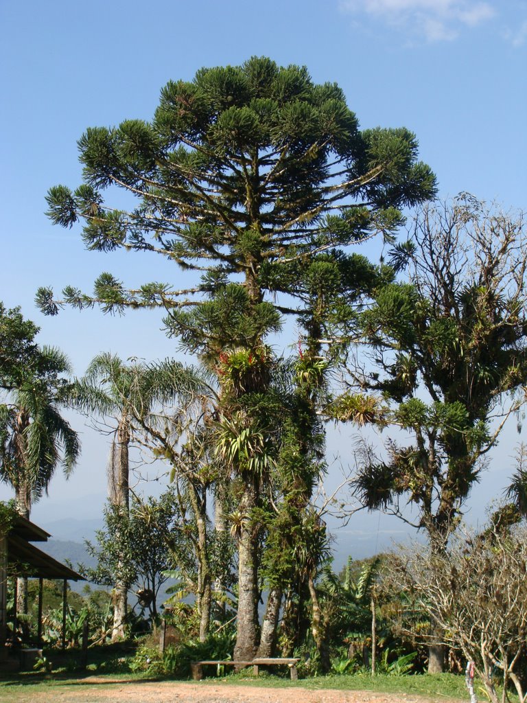 Pinheiro de araucária junto a Recanto Bela Vista na Rodovia PR-410 - Serra da Graciosa - Paraná - Brazil by Paulo Yuji Takarada