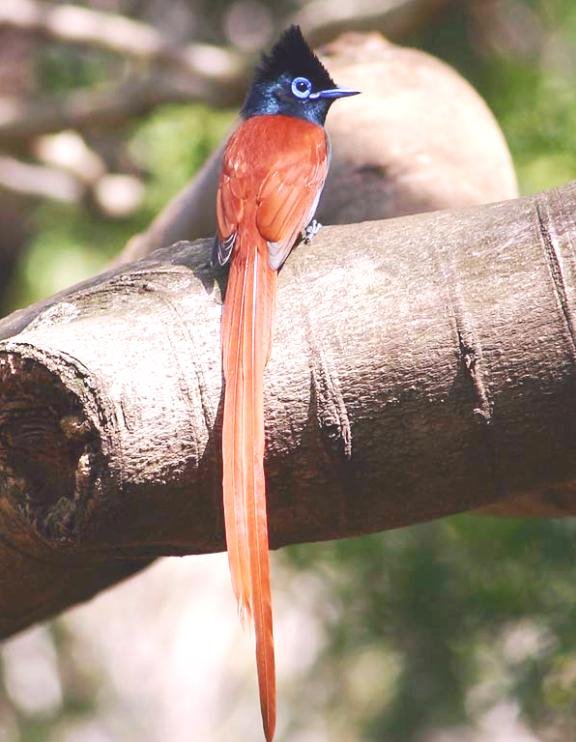 My First African Paradise Flycatcher by oldmanemu