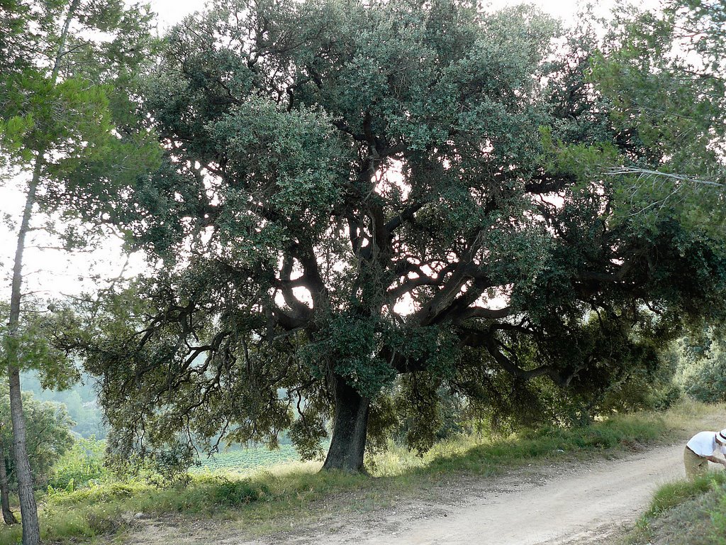 Alzina centenaria - Parc del Foix by Andreu Clemente