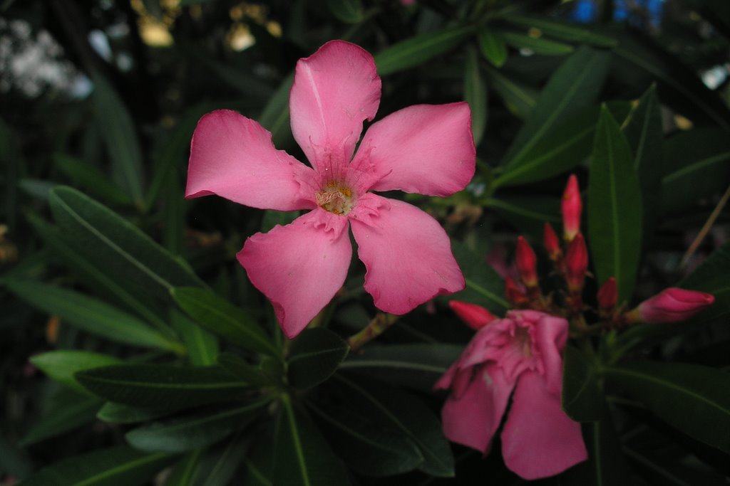 Nerium oleander by Gandalfine