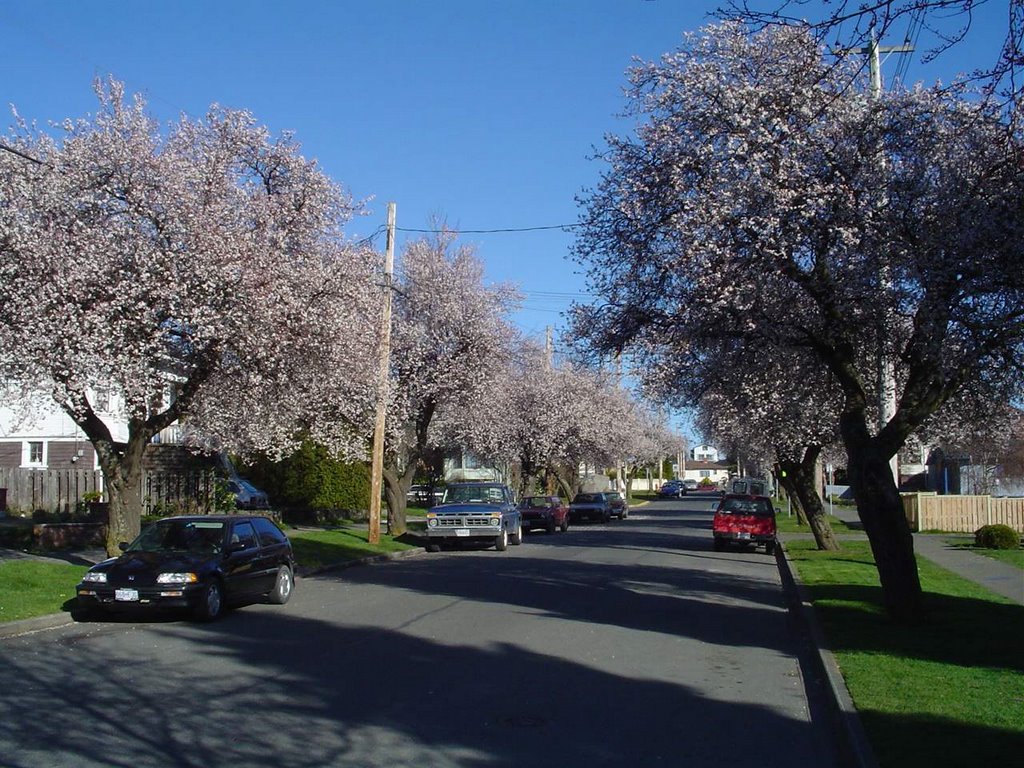 Langford St - February blossoms by rhurkens