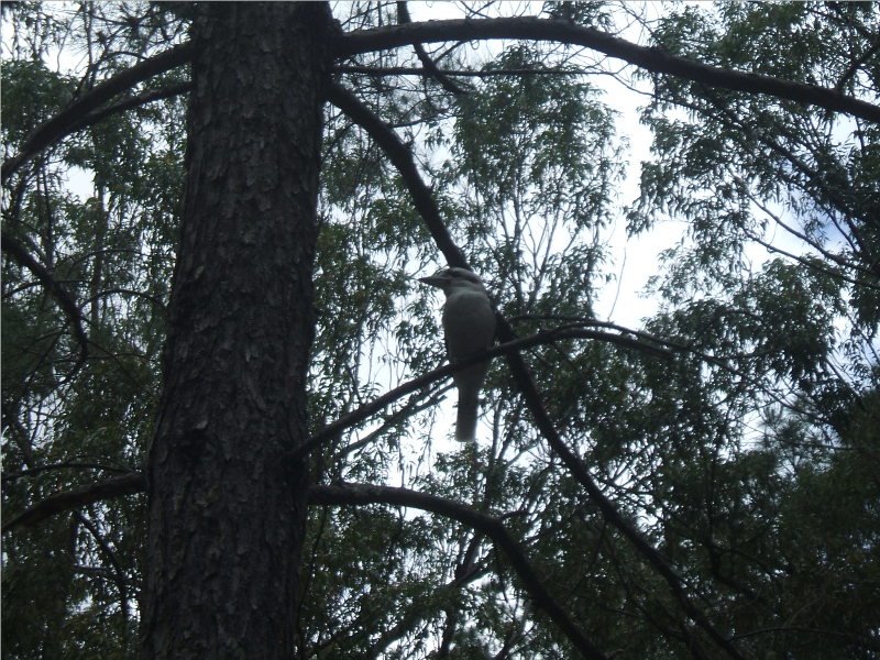 Rain Forest with Kookaburra by David Marsh