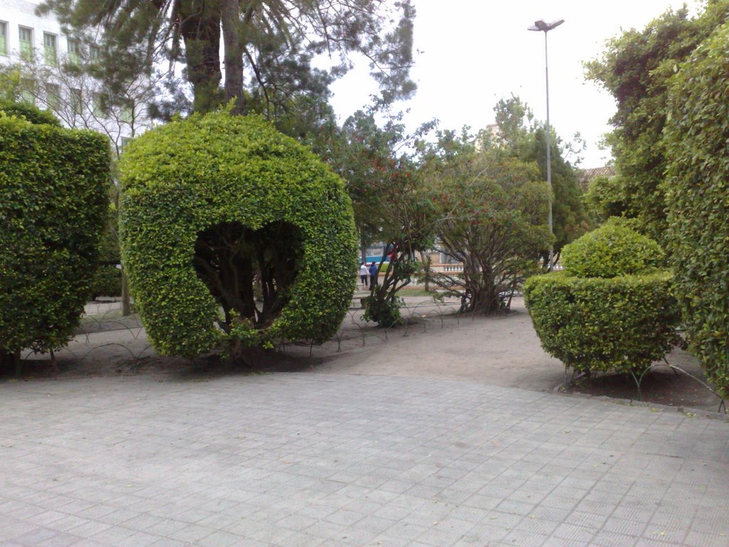 Árvores - Praça Xavier Ferreira by Roger Craveiro Guilh…