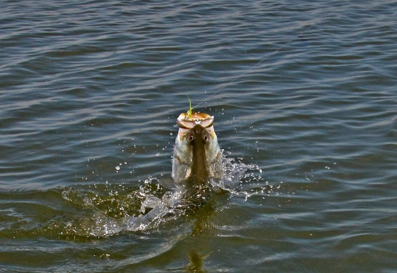 Barramundi on fly by Mick Loxley