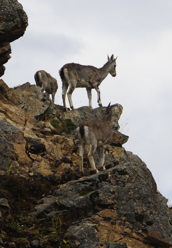 Burrhel or wild sheep,Ovis burrhel by reurinkjan