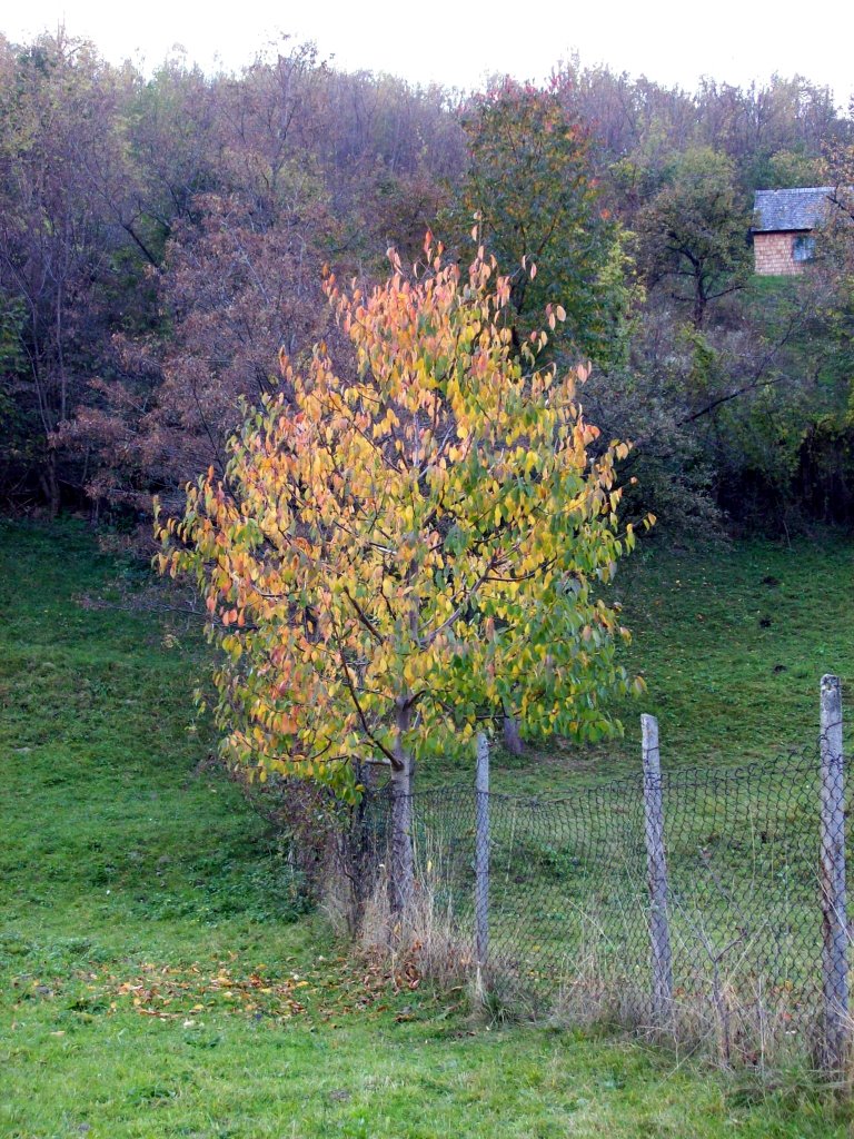 Toamna in Gura Râului 3137 by dbotez