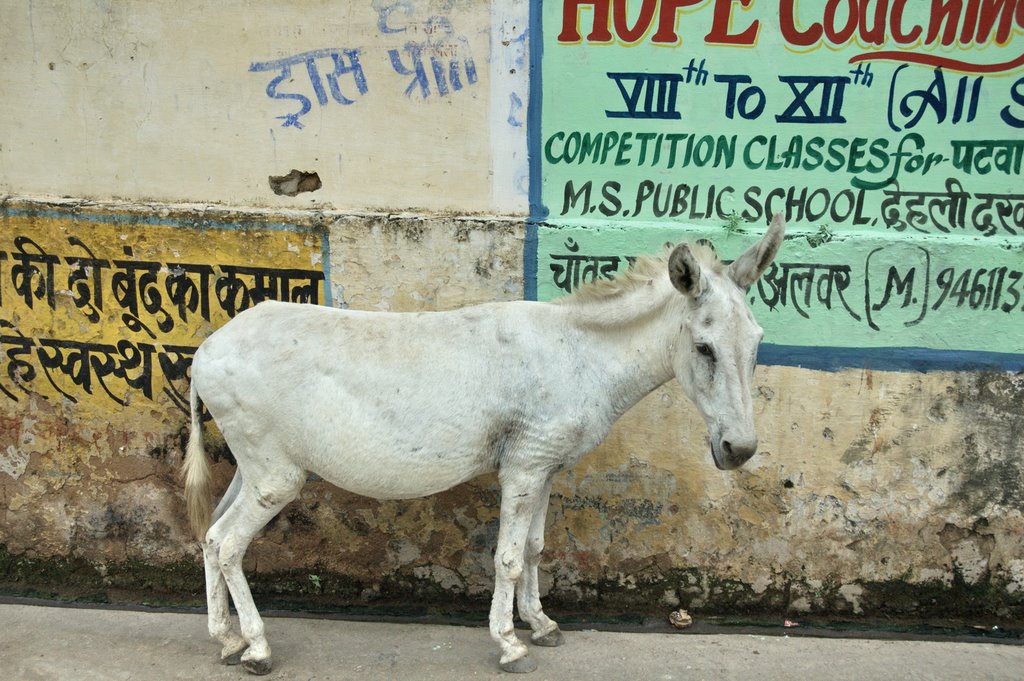 White ass. Alwar by Albert Egazarov