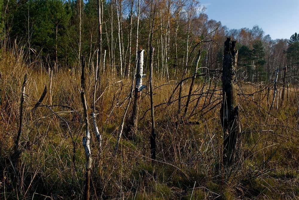 Swamp Macierowe Bagno by Rumpelstiltskin