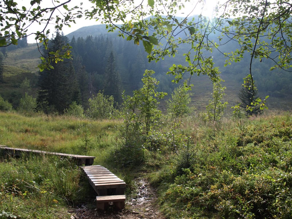 Near Zastlerhütte, Feldberg by Dianora di Tigana