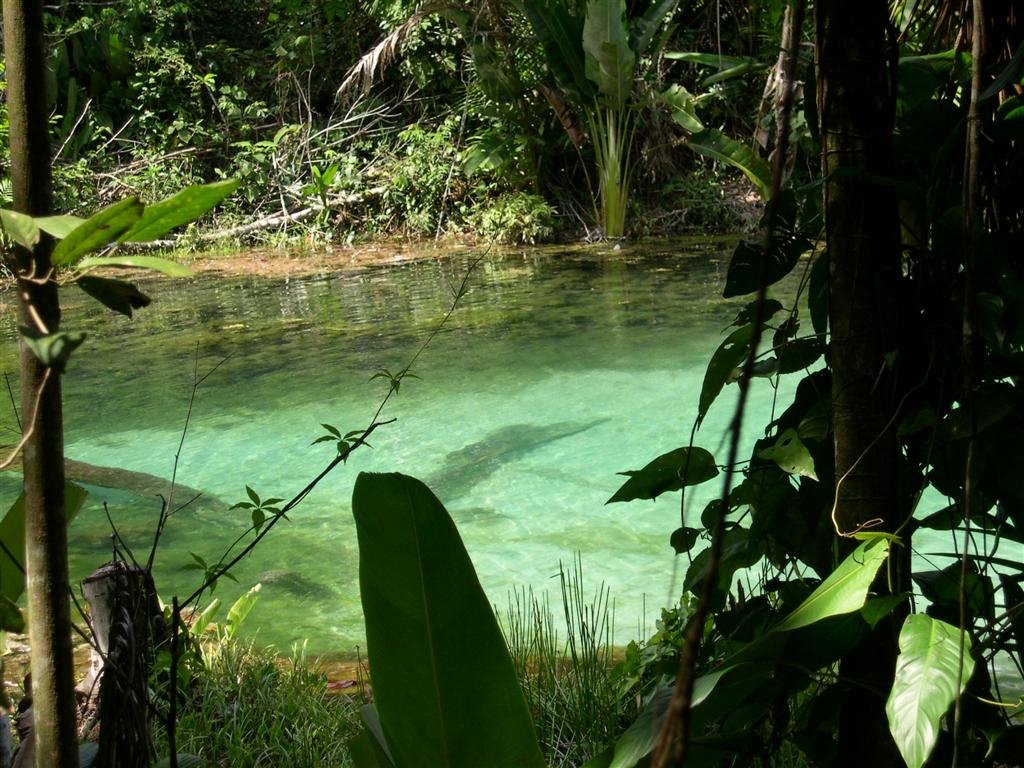 Lagoa Azul - Igarapé Açú by Celso Meira