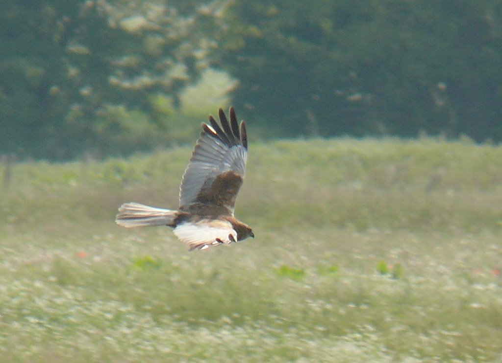 Barna rétihéja - Western Marsh Harrier - Circus aeruginosus by fodipali