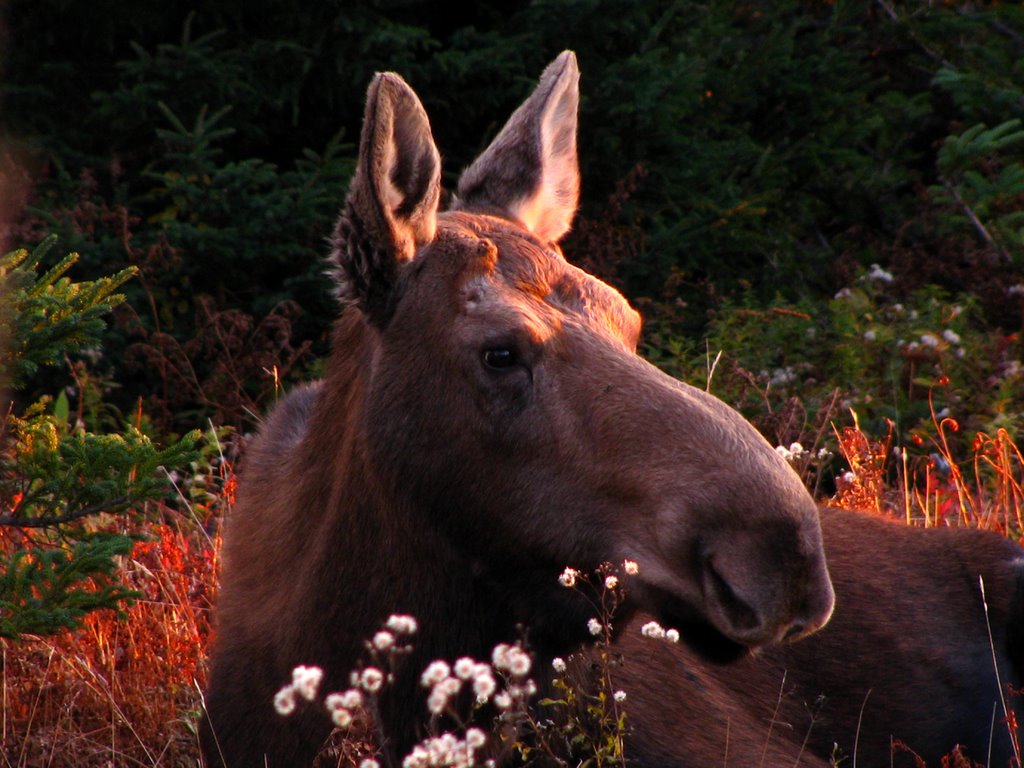 Cow moose on the Skyline trail by Howie Hennigar