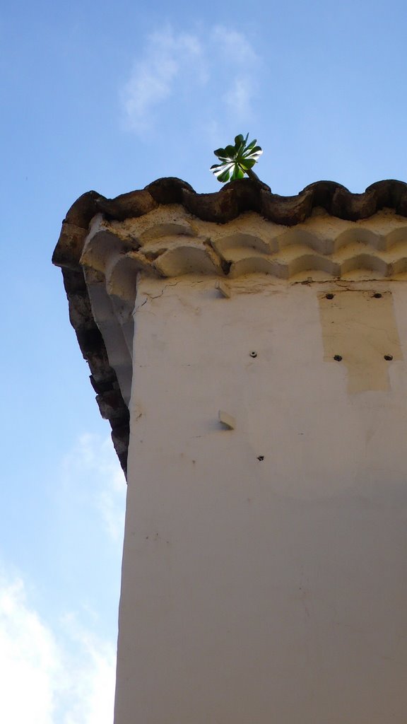 Aeonium Urbicum, en la Vega de San Mateo, Gran Canaria by Ana Padorno