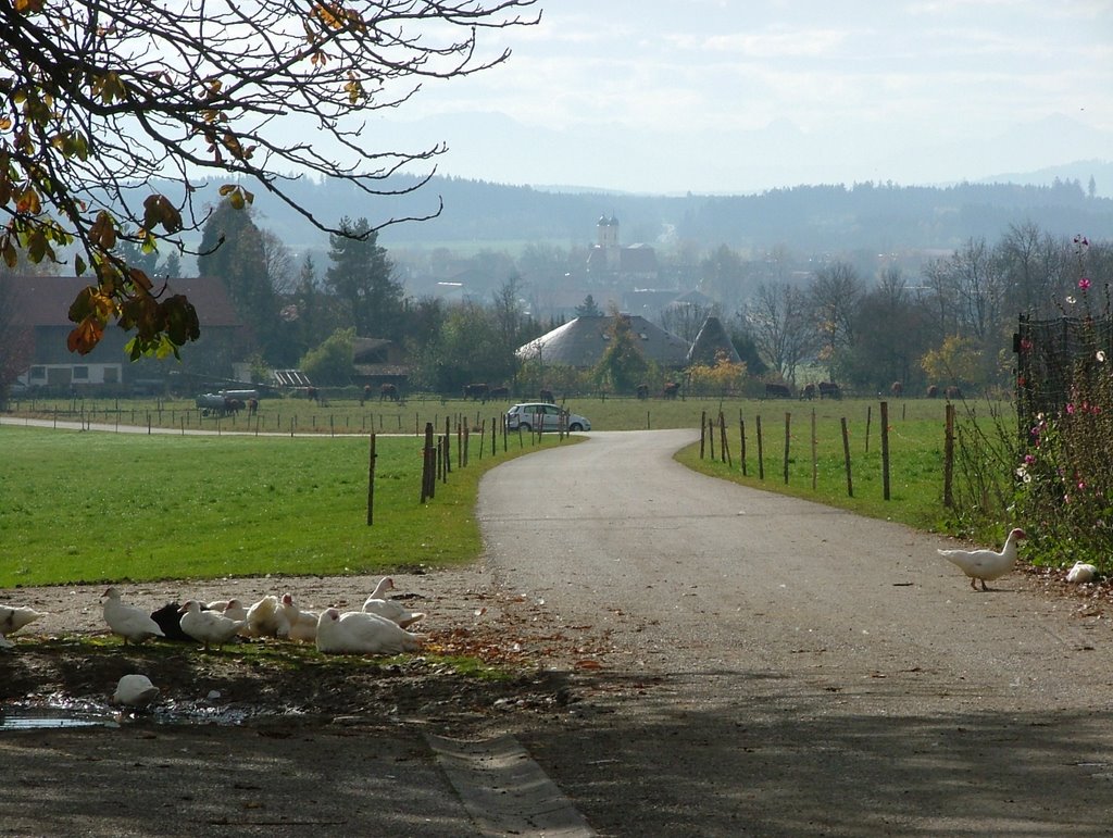 Blick auf Obergermaringen by Richard Mayer