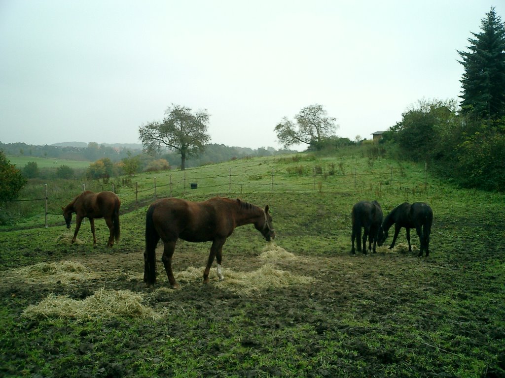 Pferdeweide bei Frohlinde by dheike