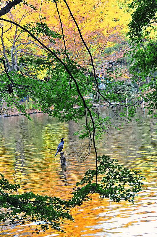 Great Cormorant(川鵜) in late fall's changing color by itss_yyama