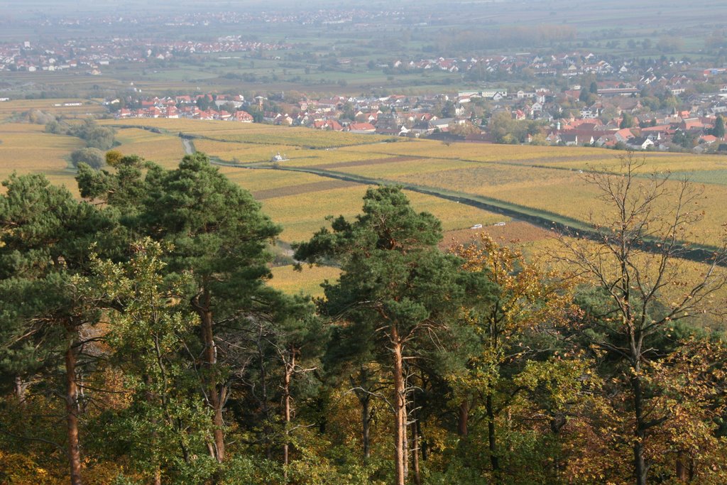 Blick auf Deidesheim Okt. 2008 by Dirk K.