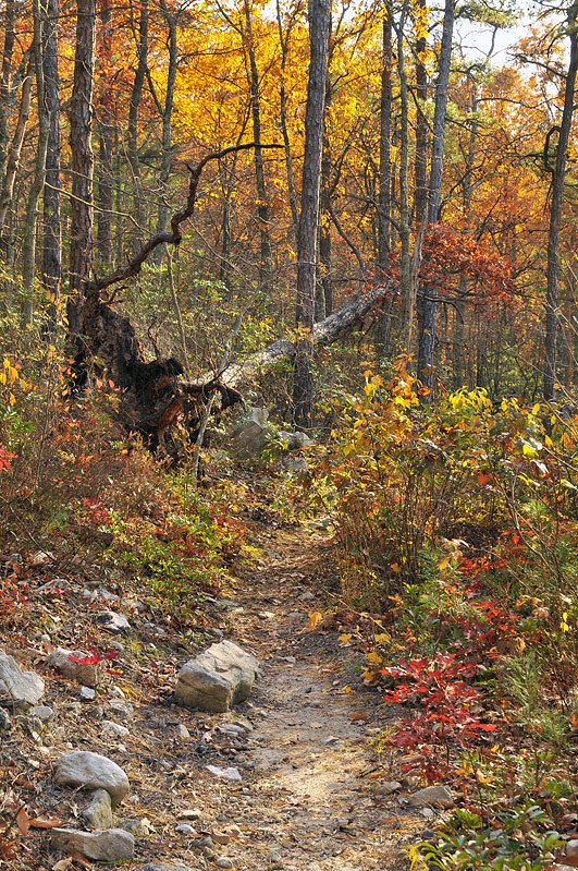 USA - GWNF - Duncan Knob - Fallen Tree by Carl Parker