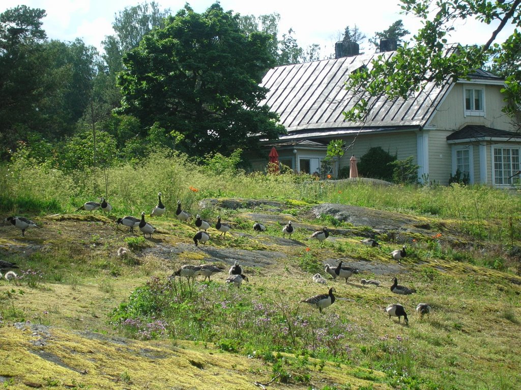 Oh geese... by Petteri Kantokari