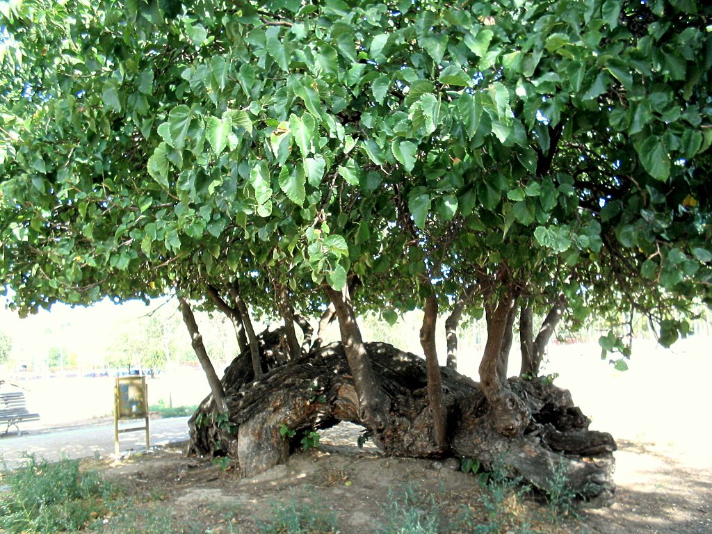 Arbol caido o Dragón encantado by Joaquin Toledo