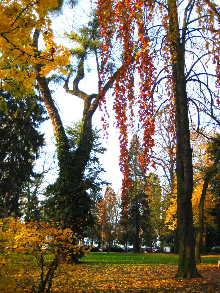 Herbst im Godesberger Park by © El.Fe.Bo