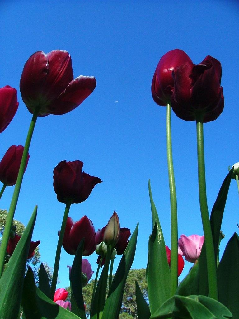 Dark tulips paying homage to the moon, Floriade Canberra, 2008 by Greg Steenbeeke