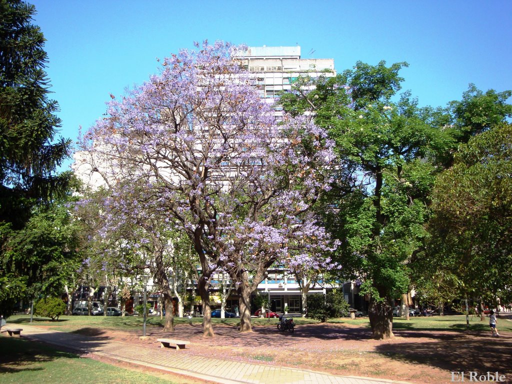 Jacarandaes en Flor en Plaza Sarmiento - Rosario, Santa Fe, Argentina by El.Roble3