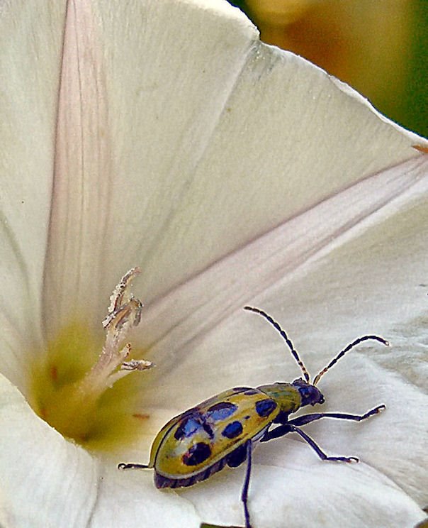 Flower by Stan Pierce