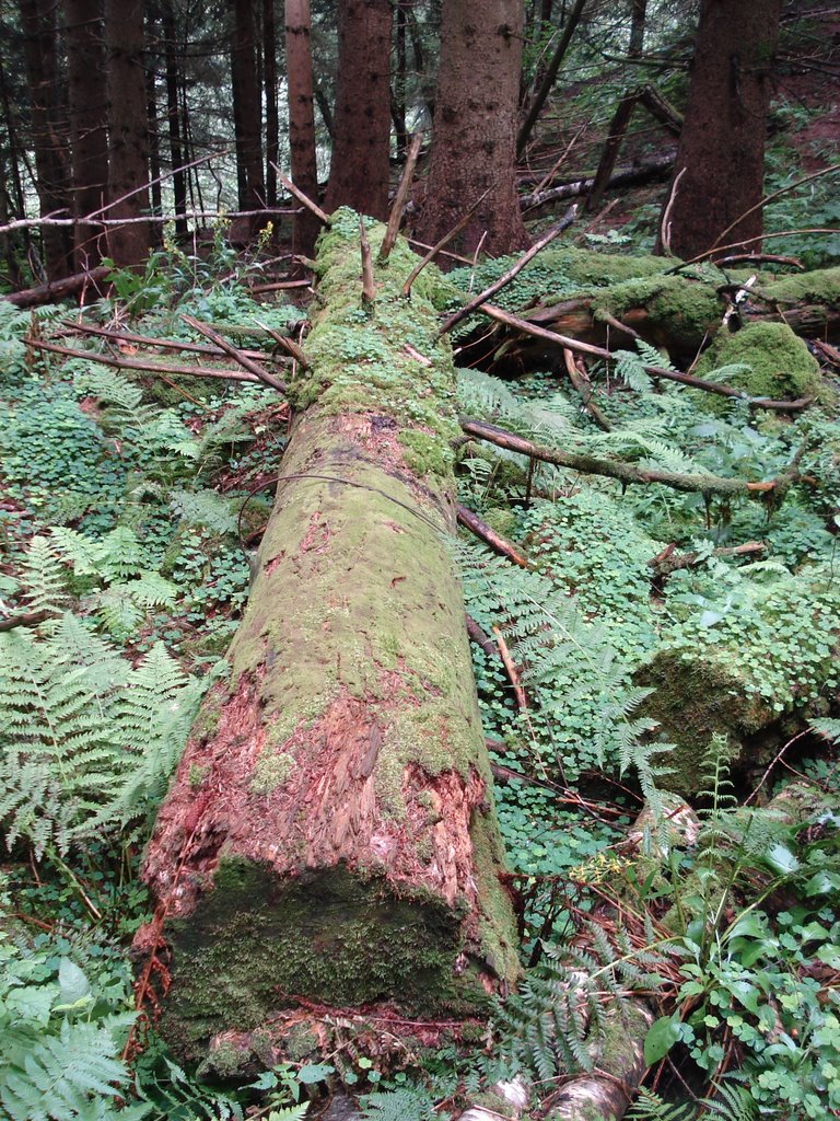 Arbol caido en el bosque by a.contador